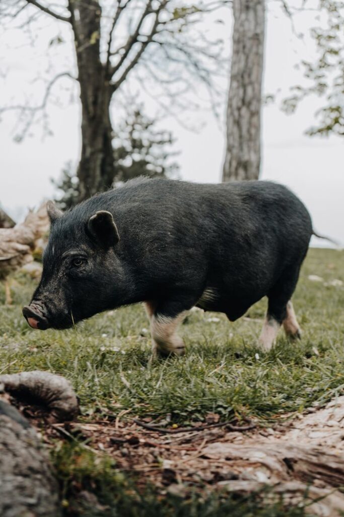 Close-up of a wild boar walking through a forest clearing on a grassy field.