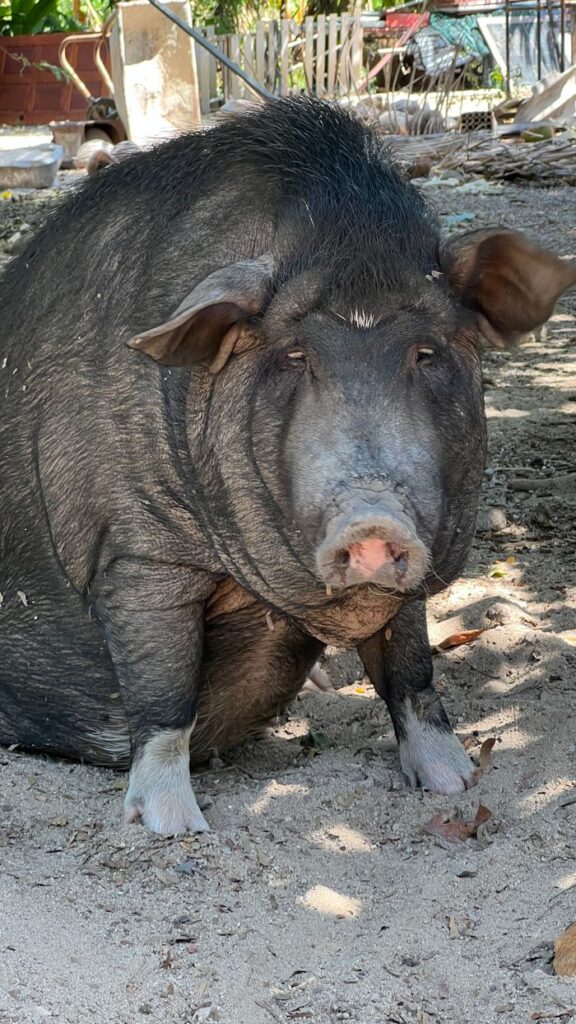 A large hog sitting on sandy ground, showcasing farm livestock in a rural setting.