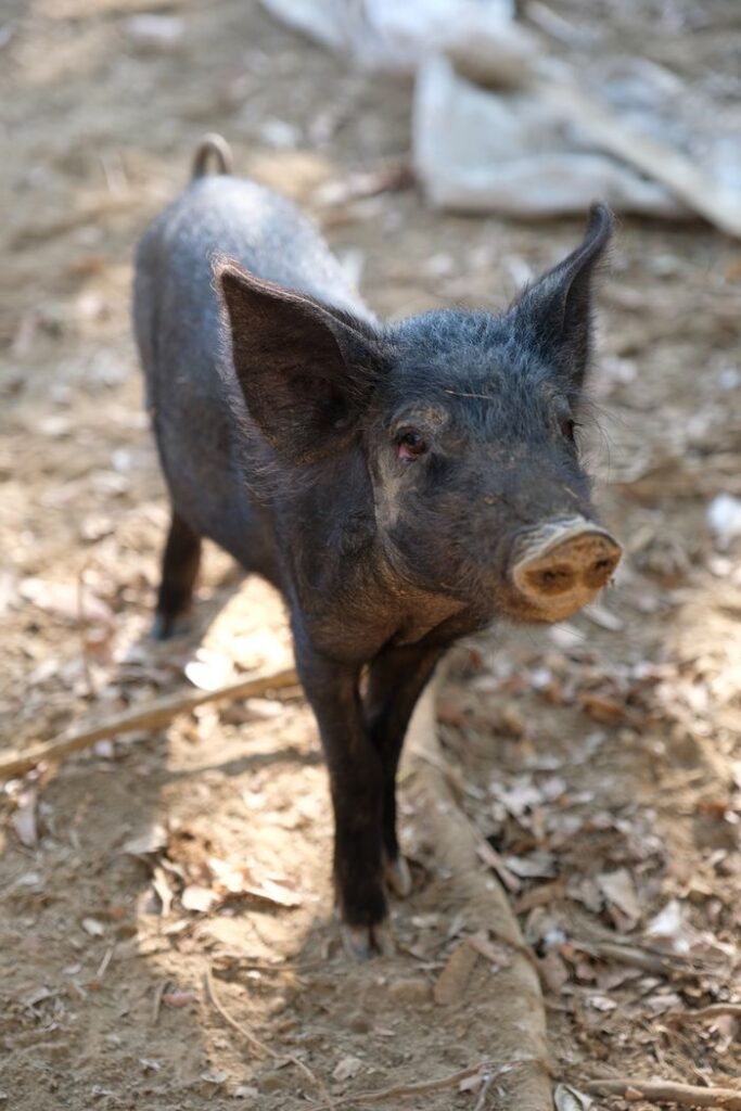 Cute wild boar piglet standing in its natural outdoor habitat, close-up view.
