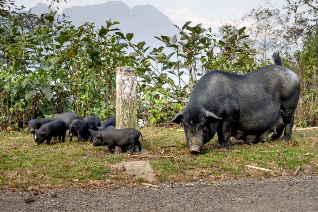 Large black pig with adorable piglets pasturing together on grassy meadow in hilly countryside