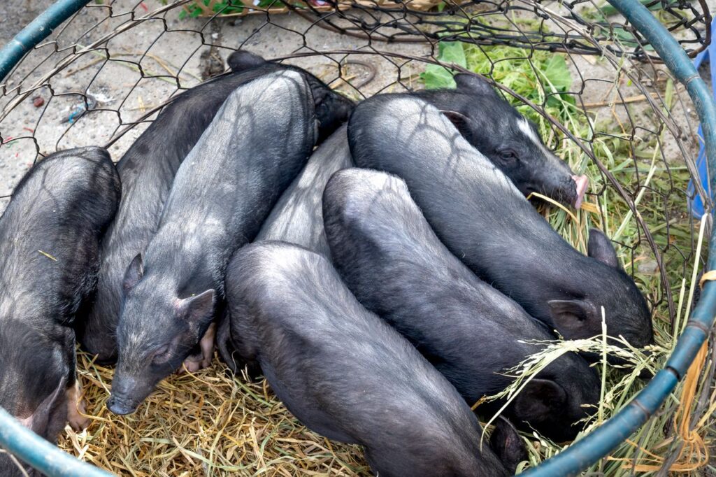 High angle view of black piglets in a wire cage resting on hay.