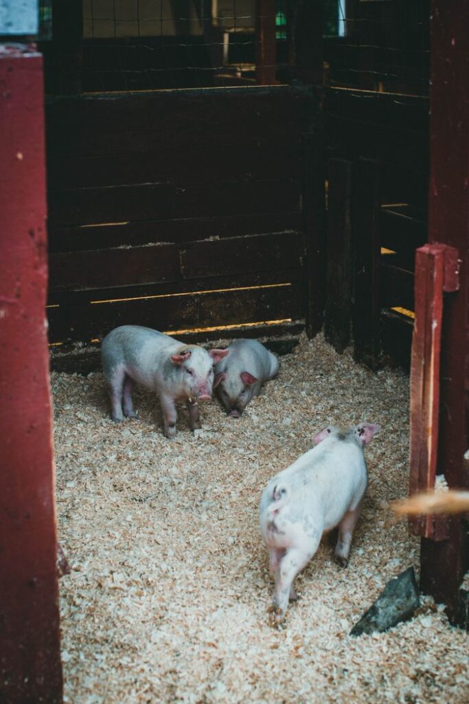 Cute piglets in a cozy indoor pen on a farm, exploring their environment.