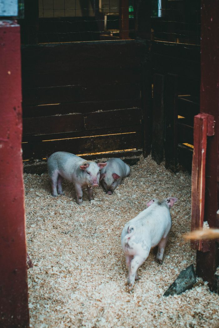 Mastering the First Impression: Your intriguing post title goes here Cute piglets in a cozy indoor pen on a farm, exploring their environment.